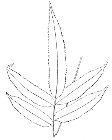 Fern Branch Coloring Page